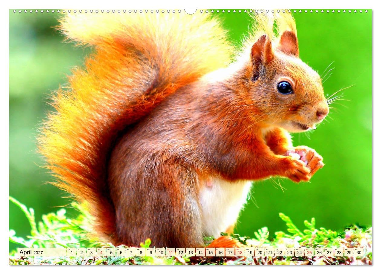 CALVENDO - Nagetiere. Hamster, Kaninchen und Co. (Wandkalender 2027 DIN A2 quer), Monatskalender: Hübsche Exemplare aus der großen Familie der Nagetiere