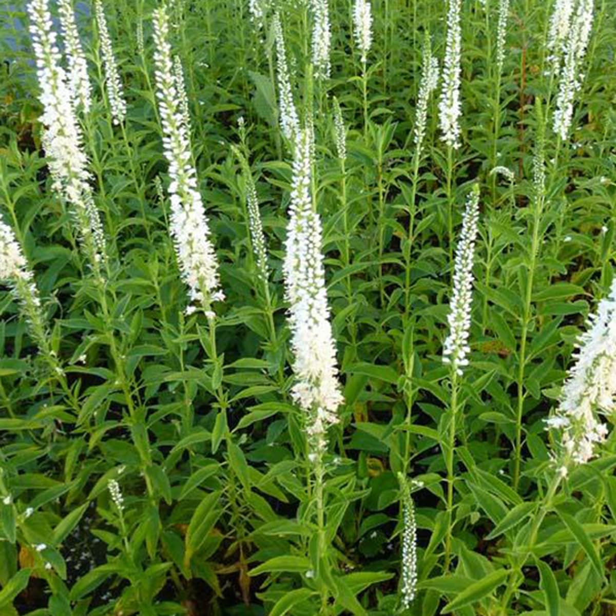 6 x Véronique à longues feuilles 'Schneeriesin' - Veronica Longifolia - Godet 9x9 cm, Blanc Pur, Parfait pour Massifs
