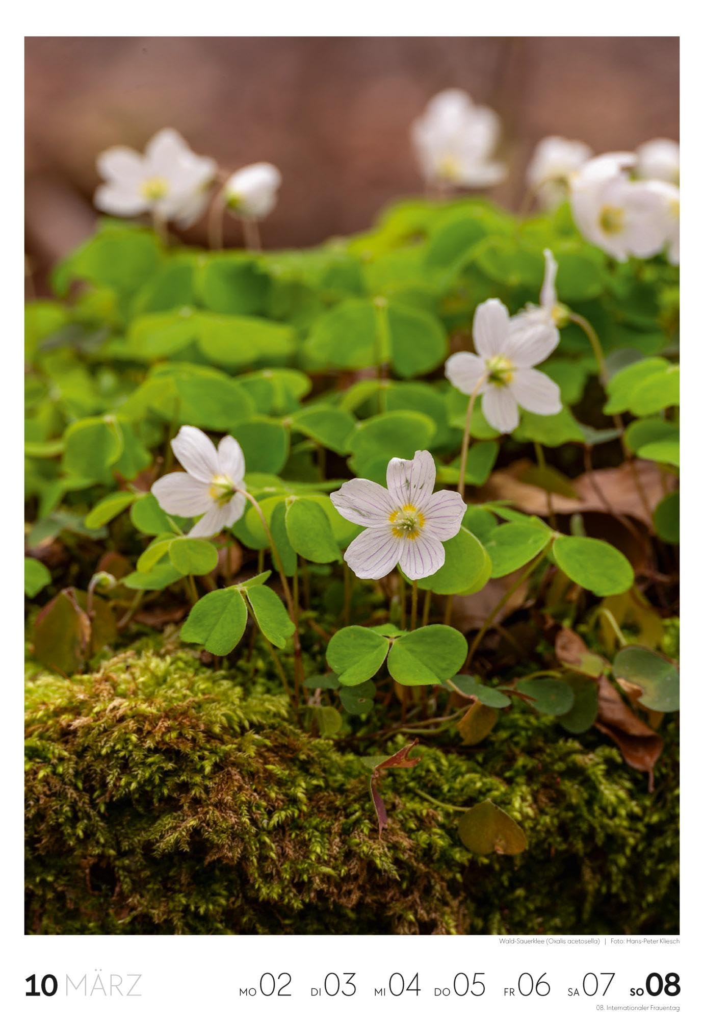 Natur Wochenkalender 2026 | Natur-Kalender mit 53 großformatigen Bildern im Hochformat (29x42 cm) | Heimische Flora und Fauna