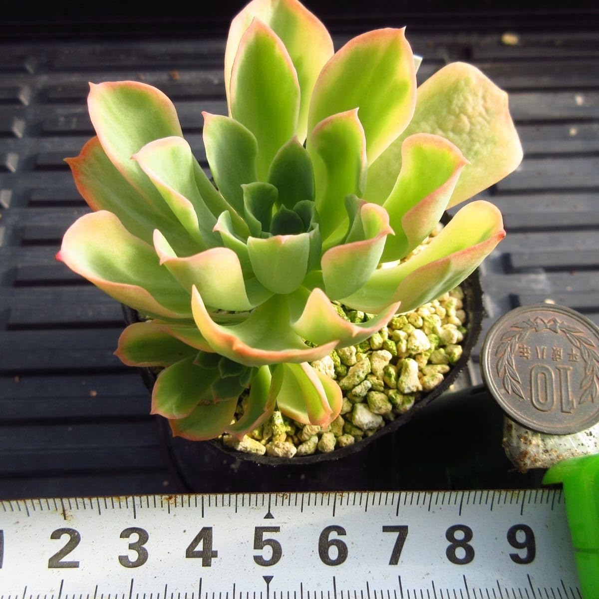 カット苗✨ピンクオパリナ錦❤️ カット苗✨ピンクオパリナ錦❤️ 【公式通販】