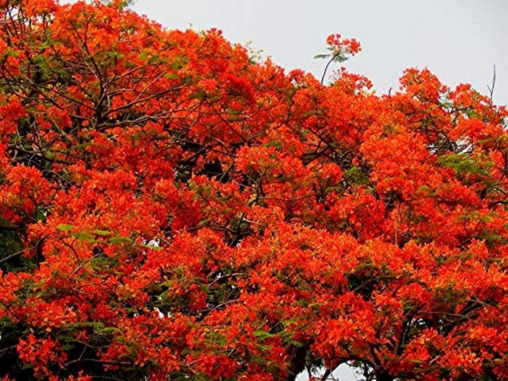 Creative Farmer Live Plant Gulmohar Flamboyant Tree Larger Petal Garden Plant (1 Healthy Live Plant) (B08P5RHLG5) Amazon Price History, Amazon Price Tracker