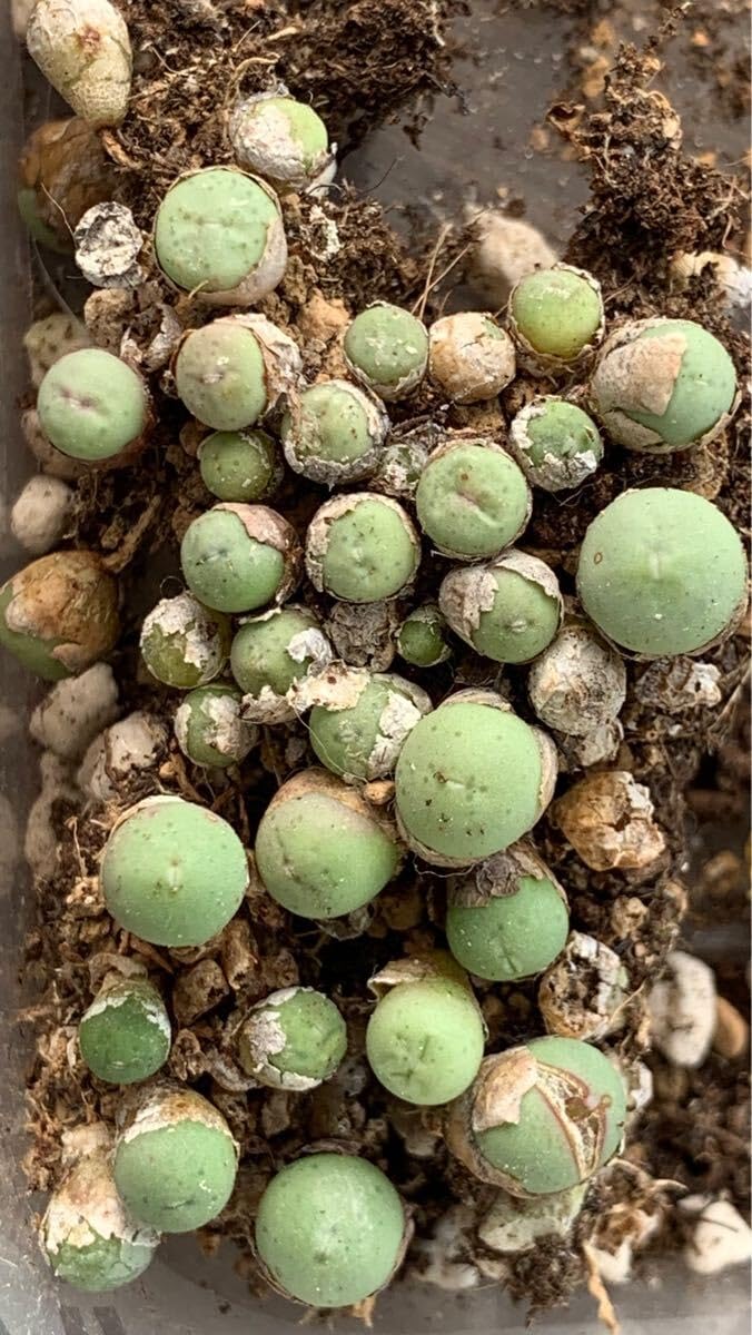 Amazon｜多肉植物コノフィツム パゲアエ セット｜観葉植物 オンライン通販