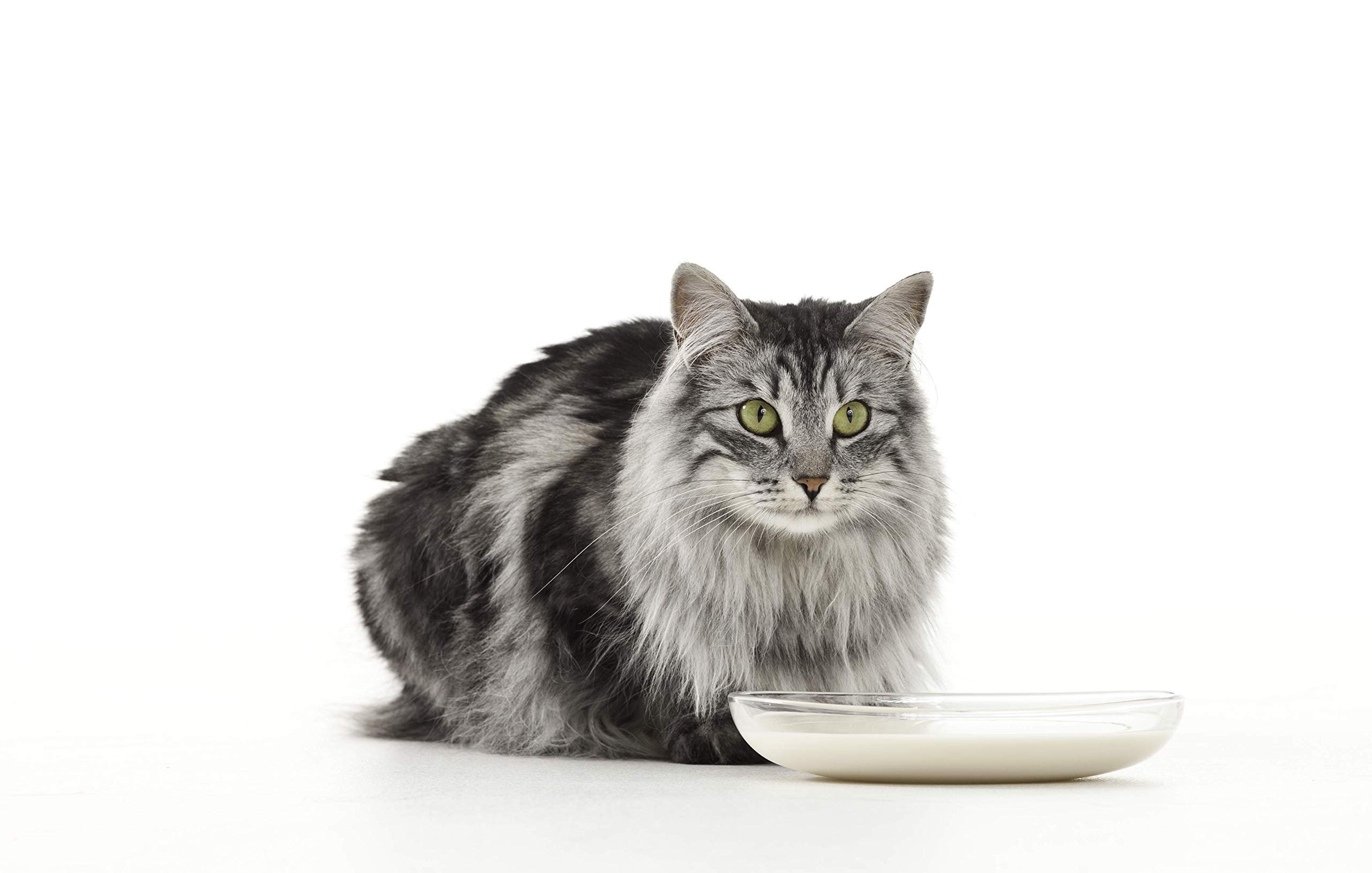 Katzenmilch, 6Er Pack (6 X 95 G) , G (6Er Pack)