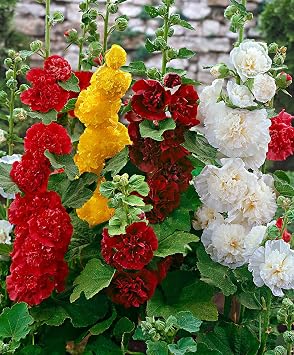 50+ Seeds Hollyhock Double - Flower Mix