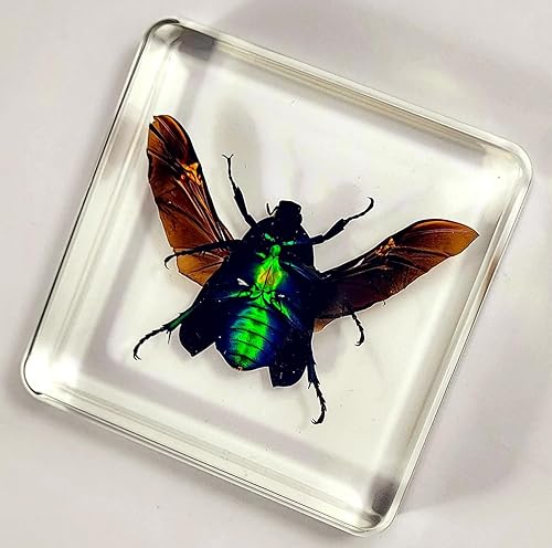 Miniatura 150 de Escarabajo de algodoncillo azul cobalto real de 1.732 in en espécimen de resina de lucita cristalina, insectos, insectos preservados, colección