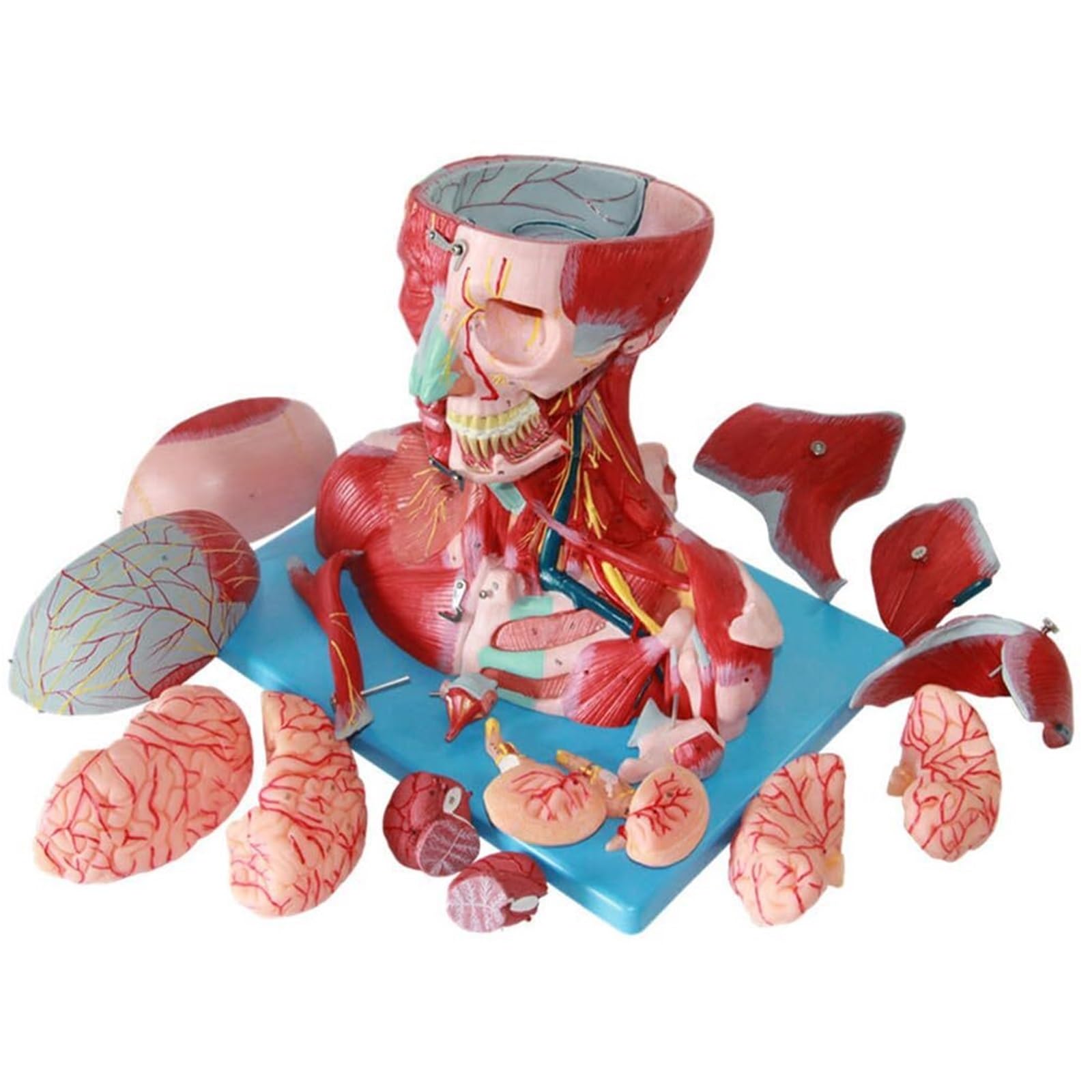 Modello didattico di anatomia muscolare della testa e del collo umano, modello di anatomia muscolare del cranio, kit scientifici, materiale di laboratorio