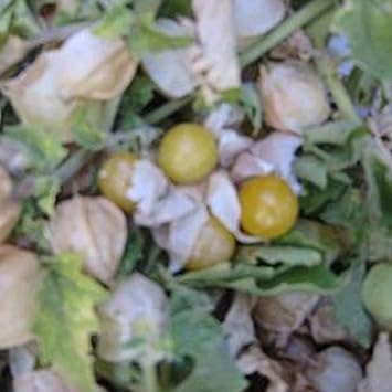Sustainable Seed Co Pineapple Tomatillo Seeds 125 Mg  150 Seeds Heirloom | Open Pollinated, Non-GMO, Farm & Vegetable Gardening Seeds