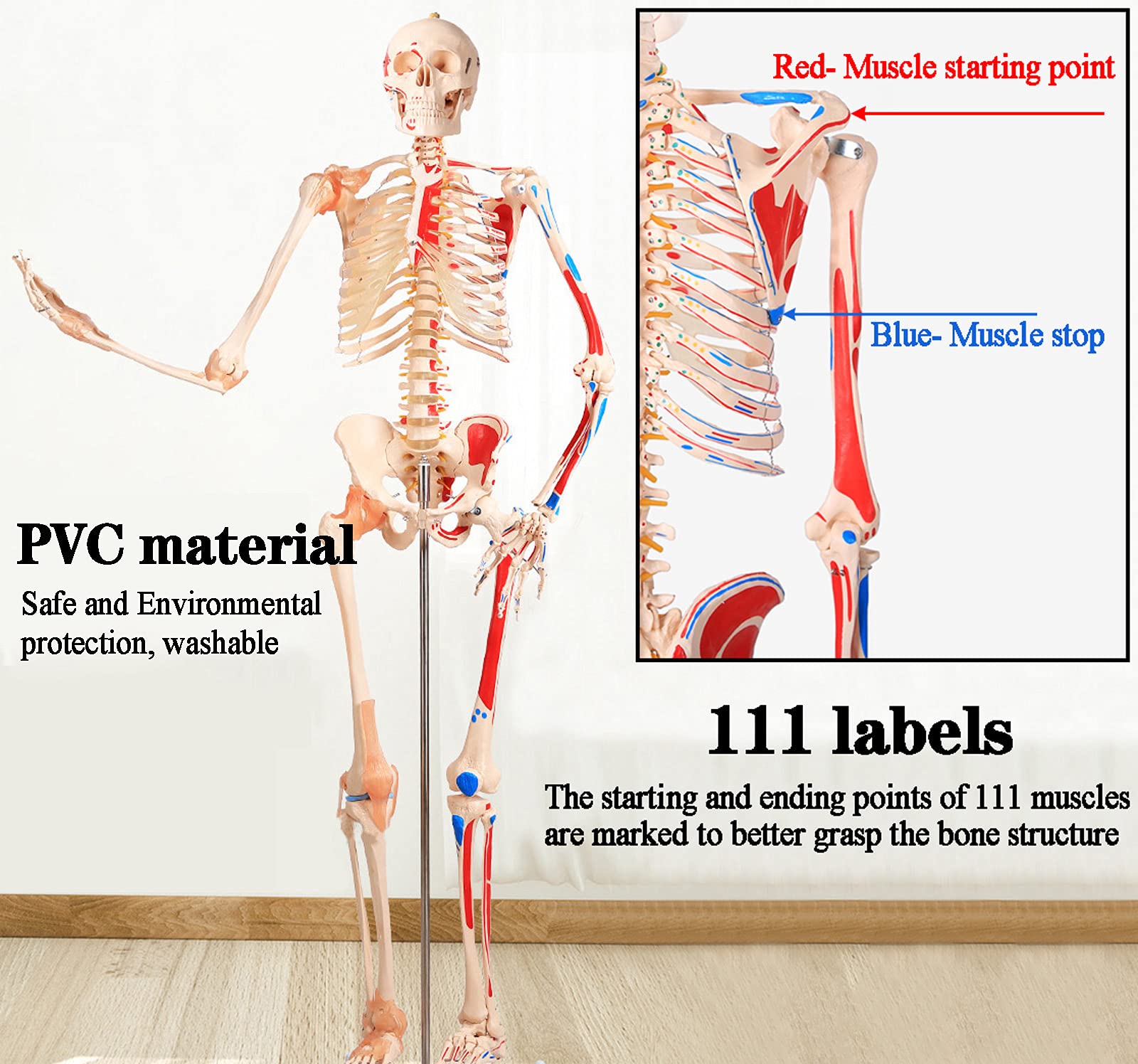 Model ludzkiego szkieletu 85 cm do edukacji anatomii medycznej, narzędzie do nauczania szpitala i szkoły