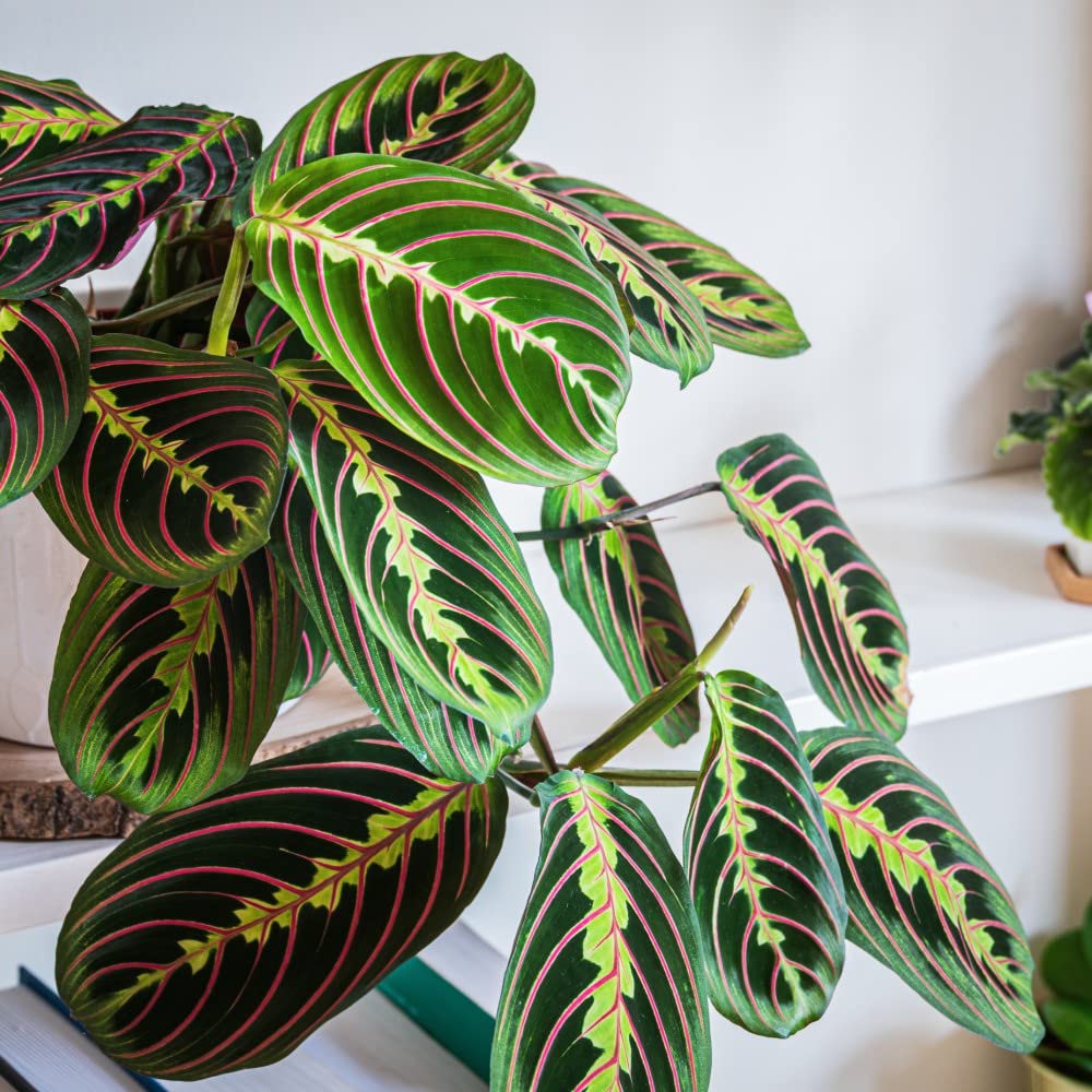 Houseplant Prayer Plant Maranta leuconeura 'Fascinator' Tender Perennial Leaves Close at Night Easy to Grow Your Own Indoor Colourful Foliage House Plants 8.5cm Potted Plants by Thompson and Morgan