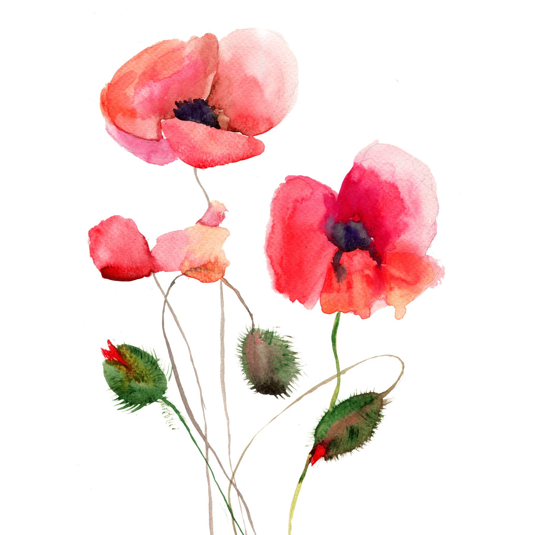 Wee Blue Coo Flower Poppies Watercolour Art Print Poster Wall Decor
