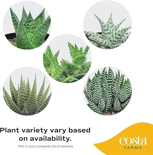 Miniatura 4 de Plantas vivas HAWORTHIA de Costa Farms, Haworthia