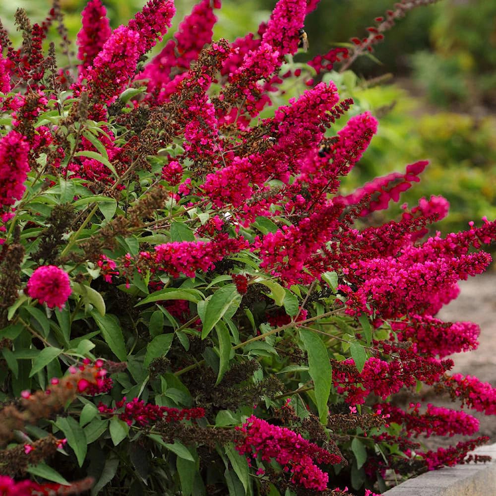 Buddleia davidii Royal Red Rossa "Albero delle Farfalle" Buddleja pianta in vaso 7x7 cm Vivaio di Castelletto