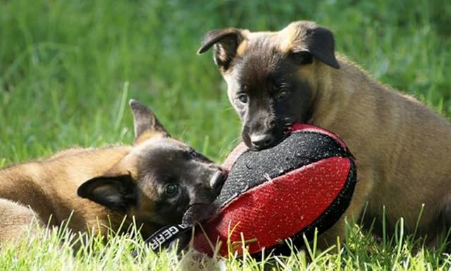 Foto 3 de 3 de Dingo Gear - Pelota para Perros (Ø 16 cm, Entrenamiento de mordedura, IGP, Color Azul