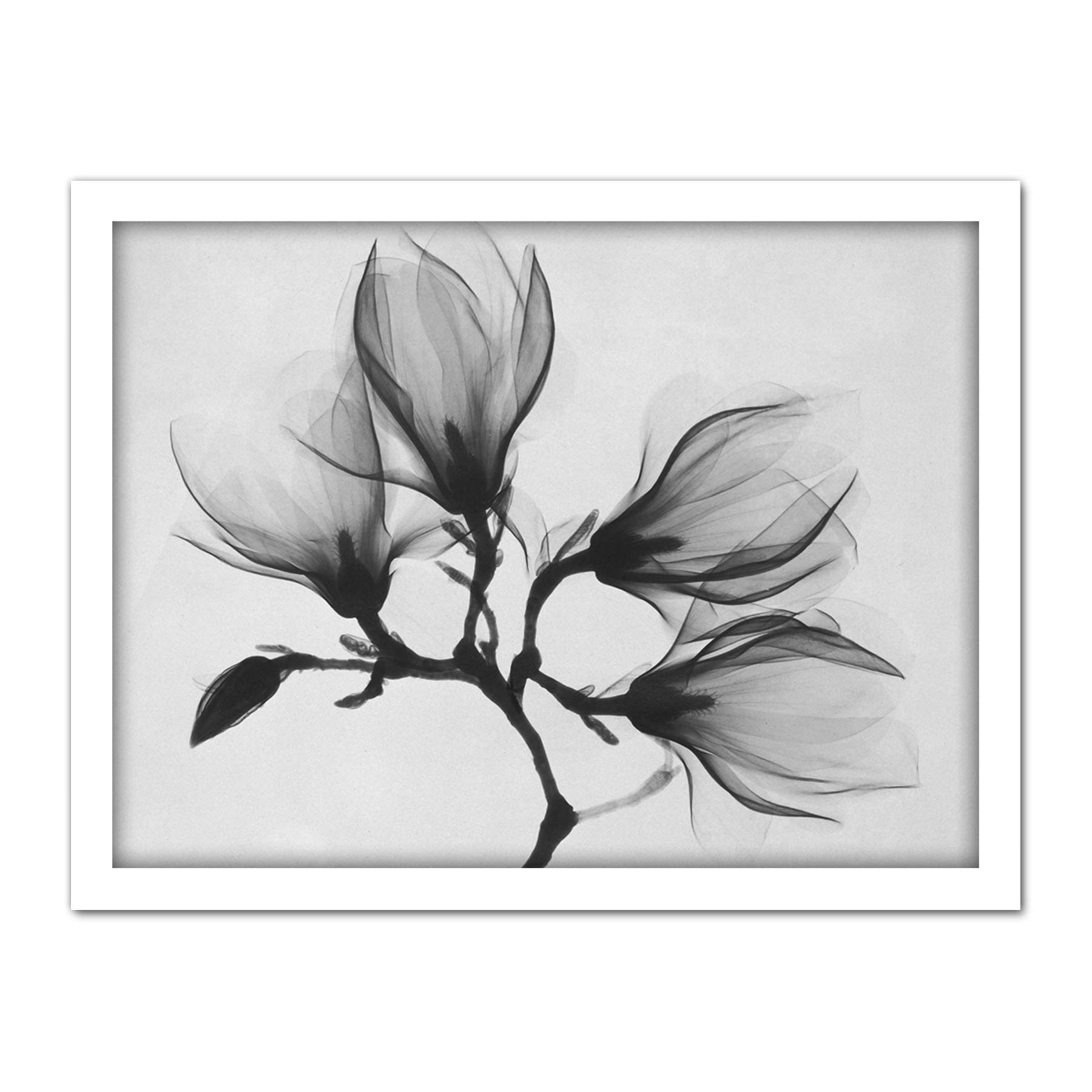 Wee Blue Coo Magnolia Branch Xray Artwork Framed Wall Art Print 18X24 Inch