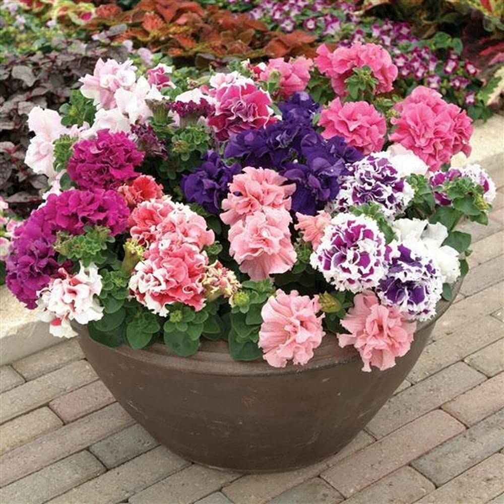 LIVE GREEN Flower Seeds | Petunia Mix Color Flower Seeds (100 seeds pack) (B09BV4LZK3) Amazon Price History, Amazon Price Tracker