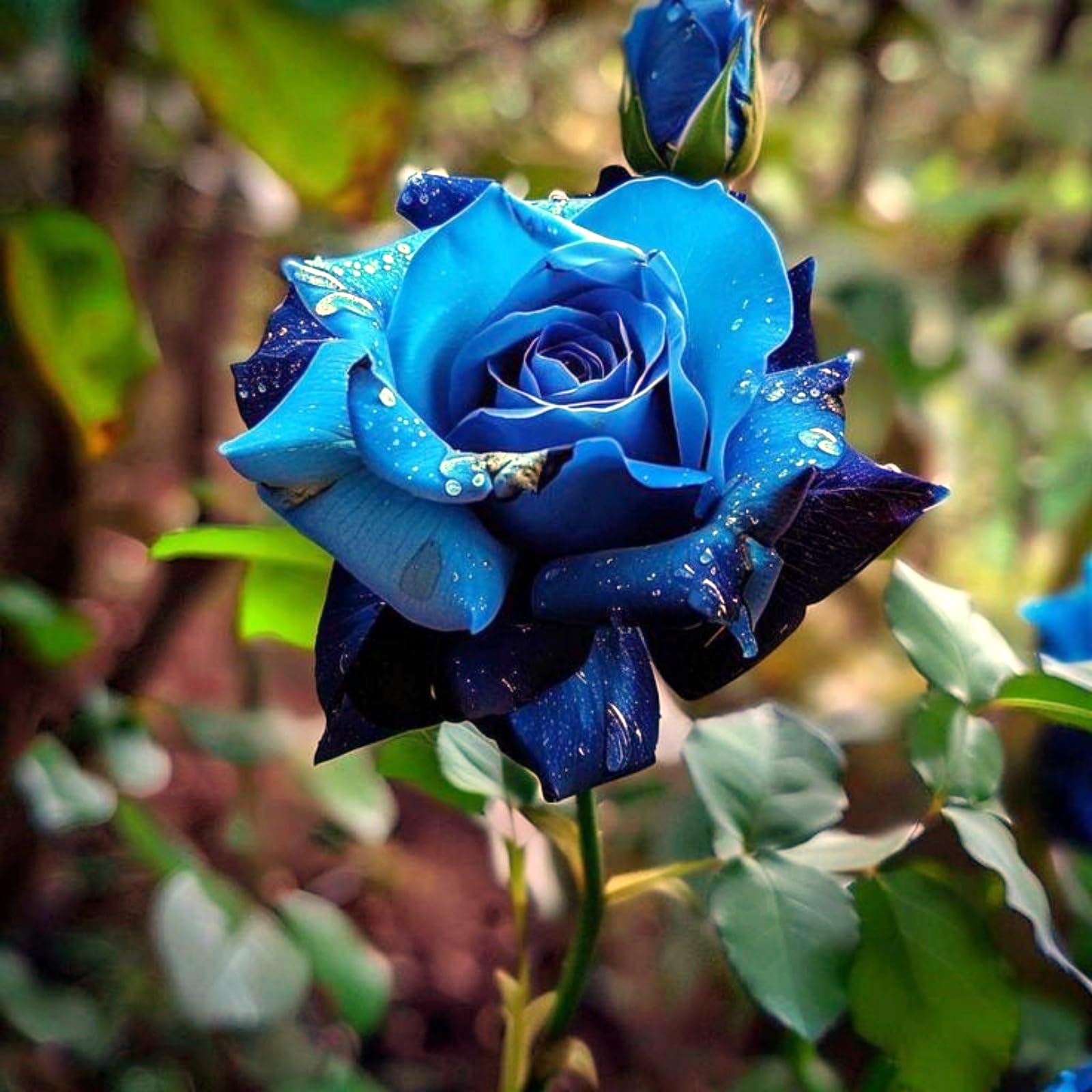 Timeless Rose Rhizome, Hardy Perennial, Garden Decoration, No Watering Required, Professional Planting, Suitable for Spring and Autumn-2 Rhizome-C