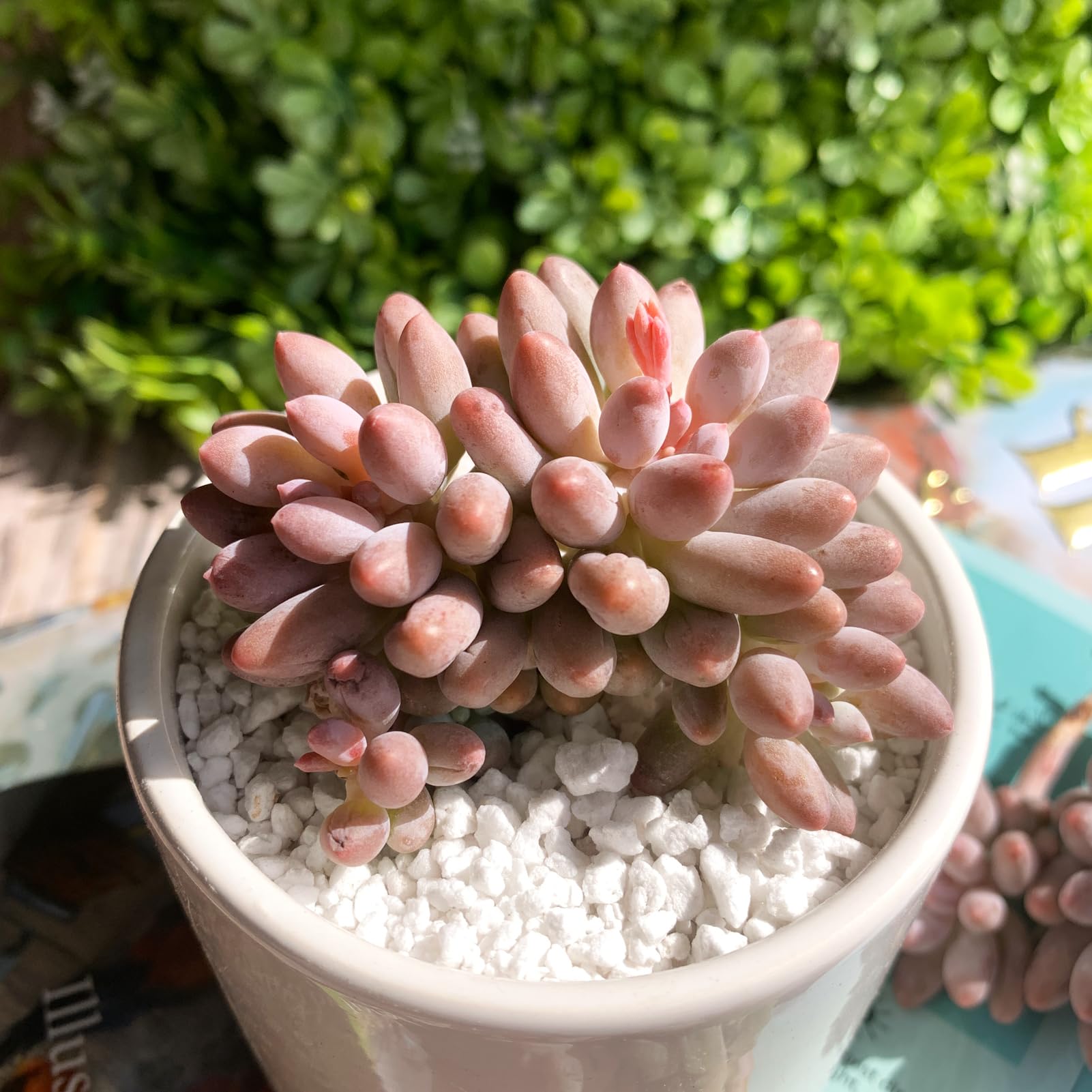 Pachyphytum Baby Finger succulent cluster