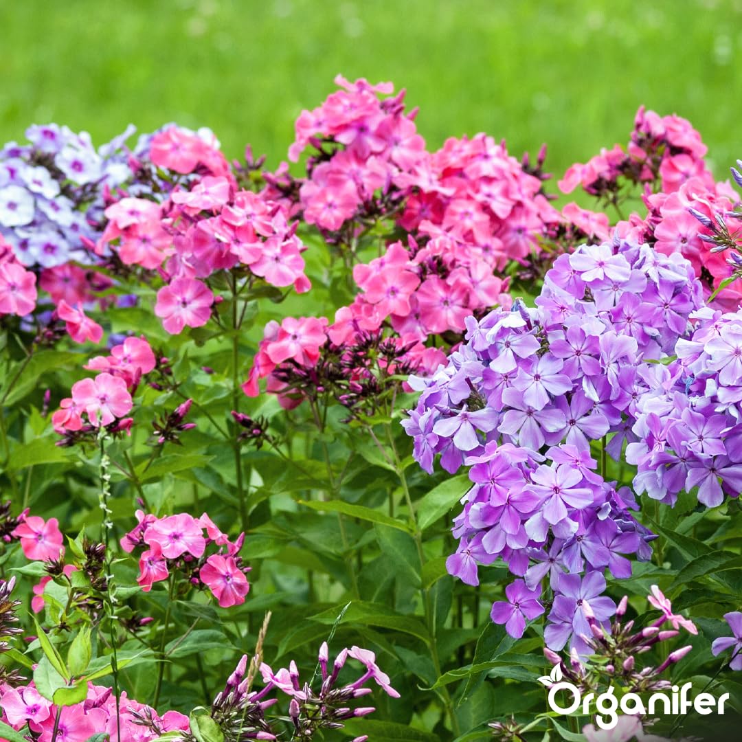 Phlox Nawóz Organiczny Do Kwiatów - 3x1L - NPK 2-1-8 | Zdrowe Liście - Silne Korzenie I Wysoka Plonność - Organifer