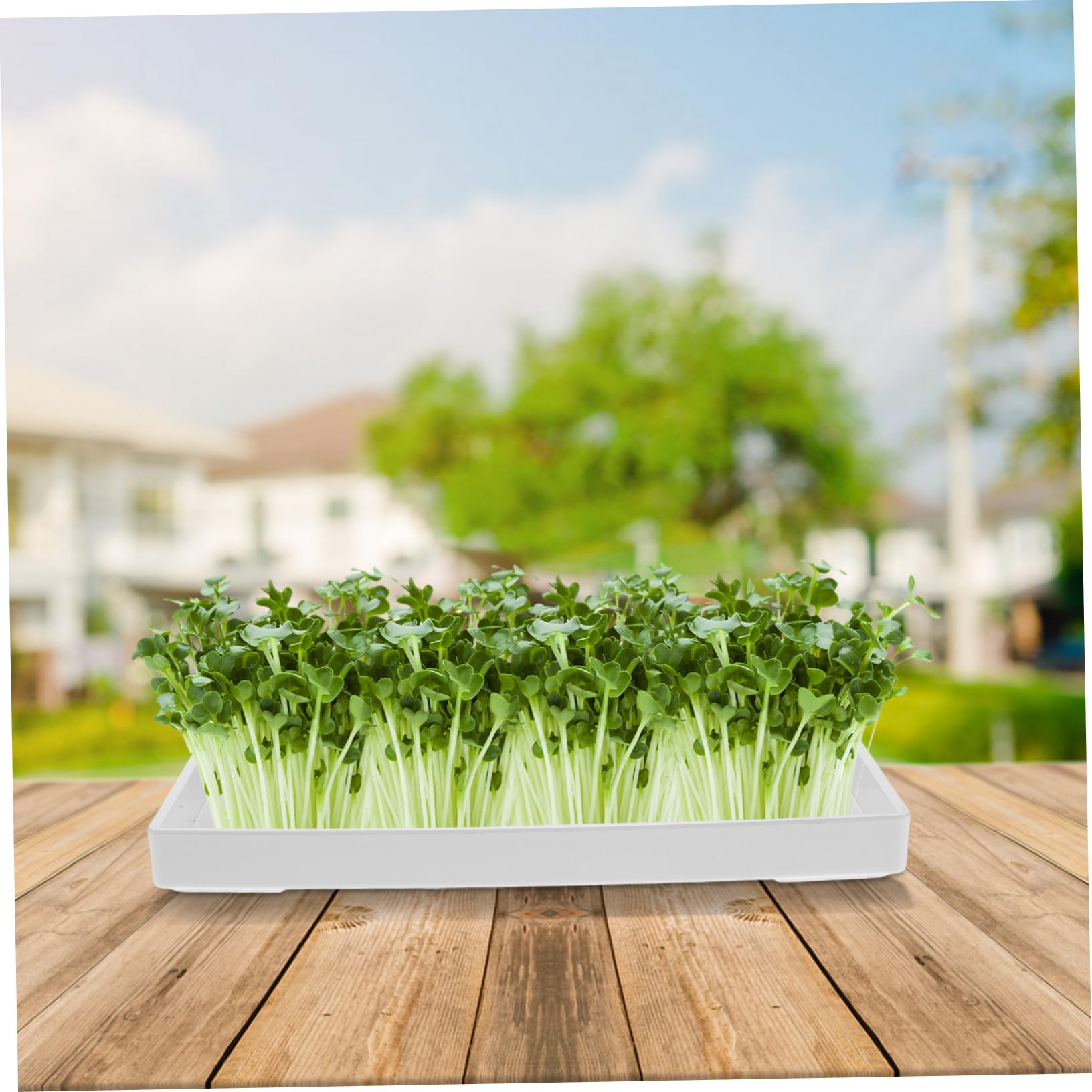 Plateau De Germination pour Cuisine Plateau De Plantation Pot Et Germination Facile pour Cultiver Pousses De Soja