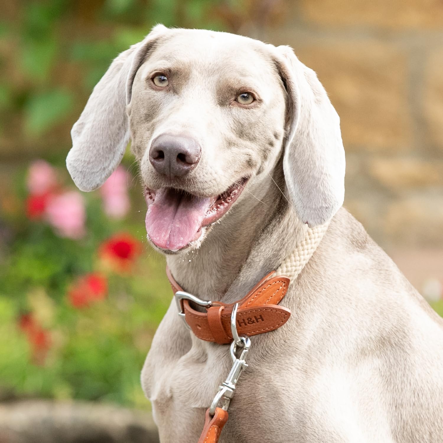 HUGO & HUDSON x Hackett - Collar de Cuerda para Perro con Cuero coñac con Hebilla de Metal Ajustable, Color Natural, S