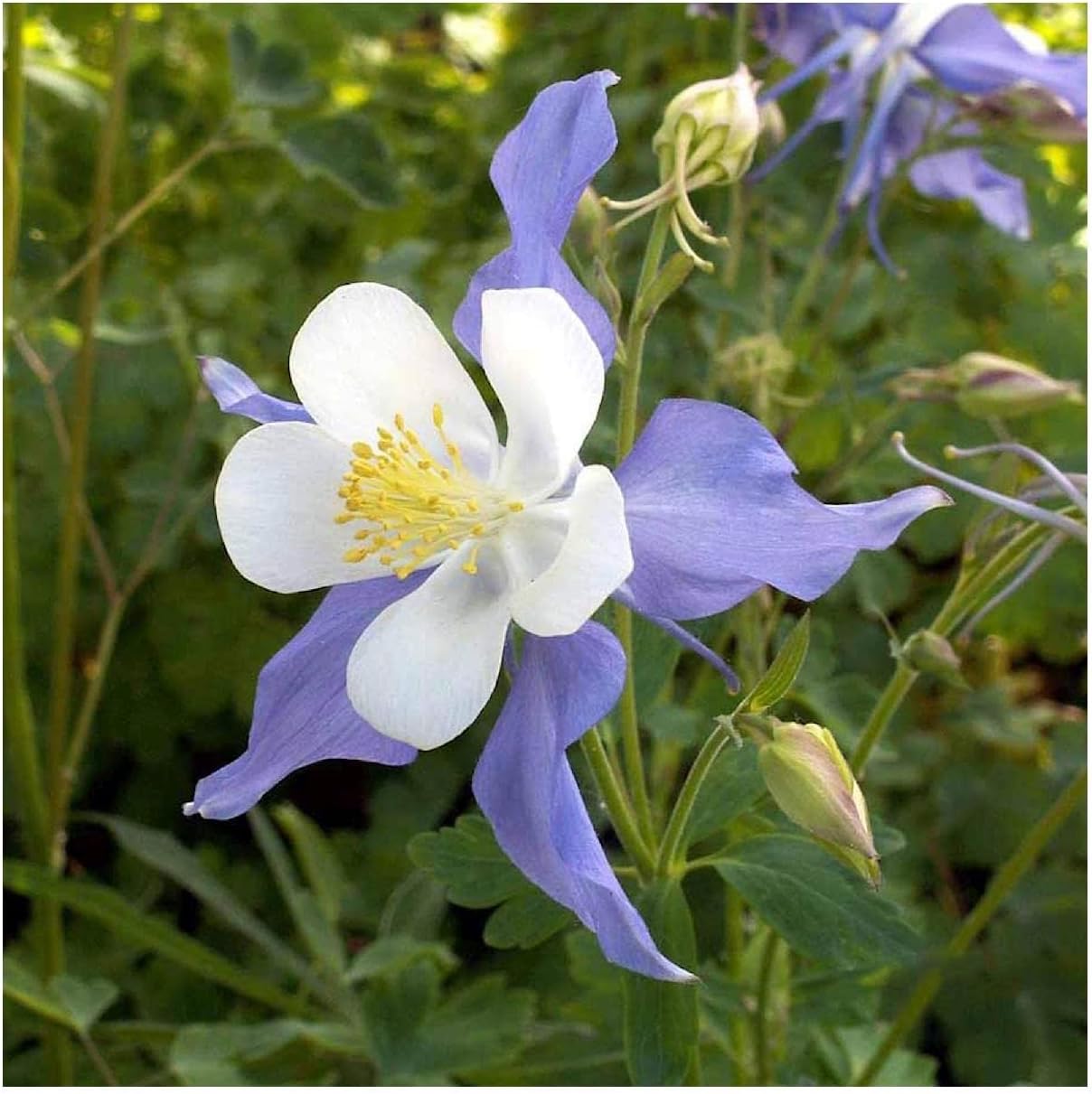 Everwilde Farms - 1/4 Lb Blue Rocky Mountain Columbine Native Wildflower Seeds - Gold Vault