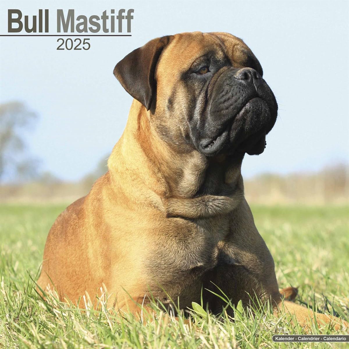 Bull Mastiff 2025 Square Wall Calendar | Dog Breed Calendar