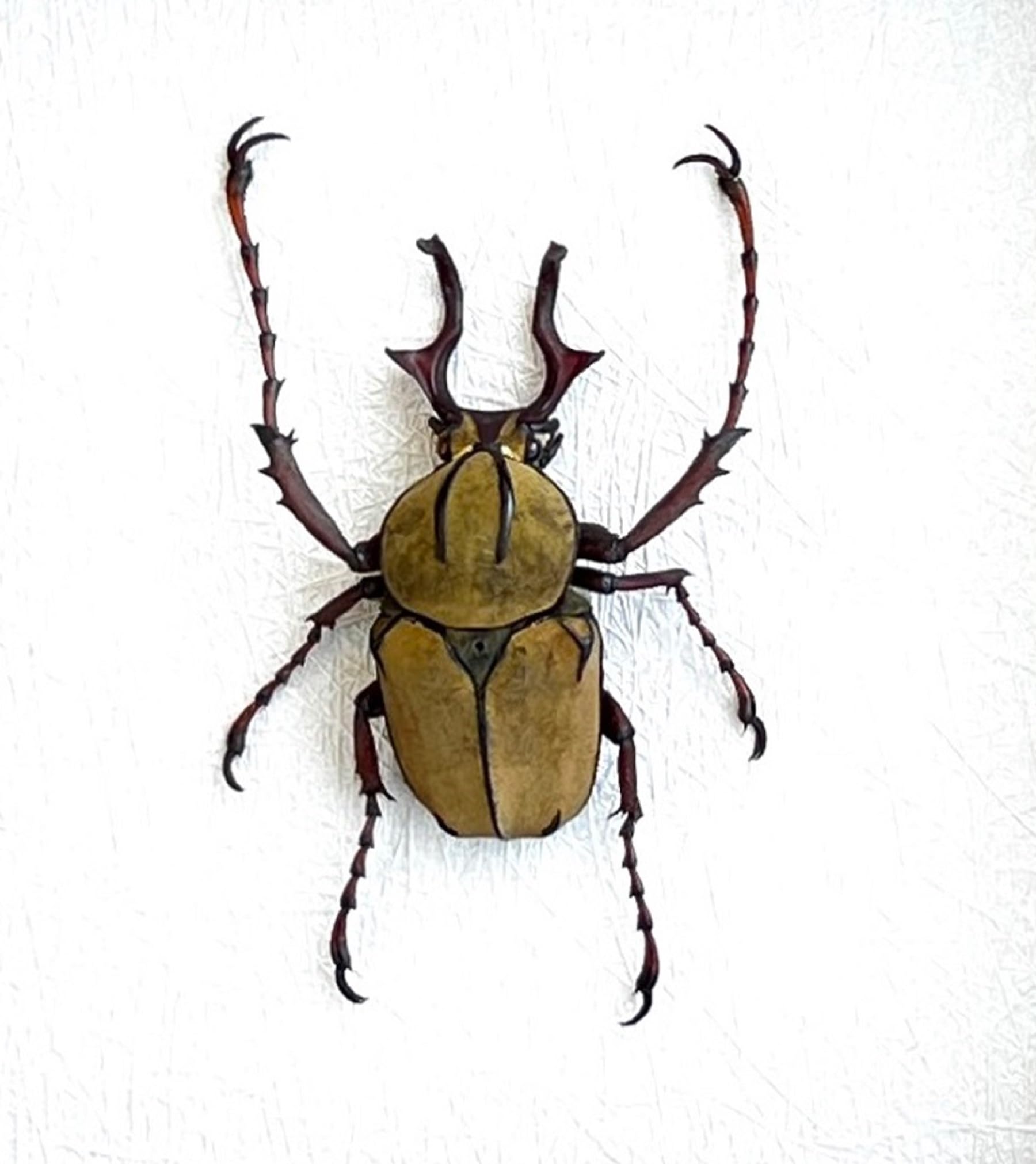Real Wallichii Beetle Bug Mounted Specimen Spread Wing Dried Butterfly Collection Taxidermy Animals for Entomology Oddity Scientific Lover Insect Craft Pinning Home Display Artwork BO-52
