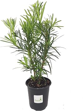 Podocarpus Macrophyllus ، شجيرة الطقسوس اليابانية المتينة ، وعاء الكوارت
