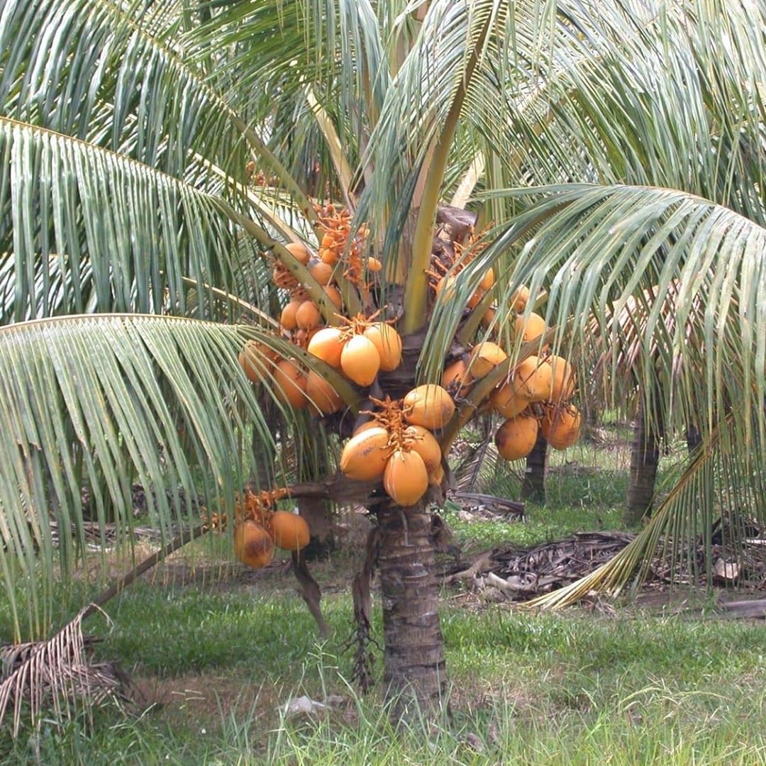 M-Tech Gardens Coconut (" Yellow Malayan, Dwarf Hybrid) Exotic 1 Live Fruit Plant (B07SV4RVL3) Amazon Price History, Amazon Price Tracker