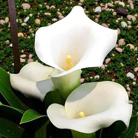 Calla Lily Plant Calla Lily Bulbs Perfect for The Garden-Landscaping-Excellent Displays-2bulbs -j