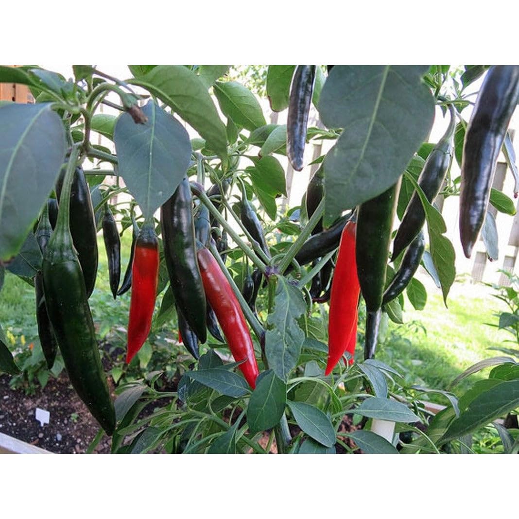 Prik Chi FAA Hot Pepper Seeds (45 Seeds)
