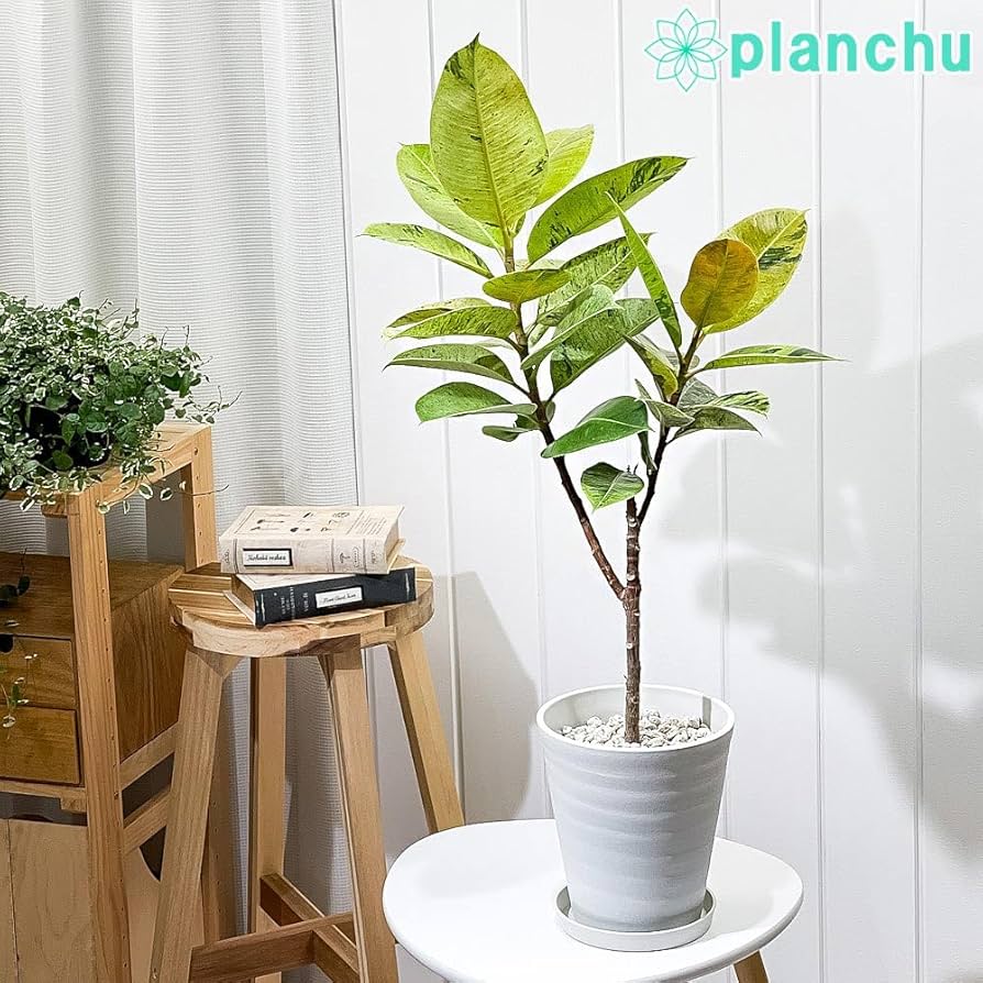 フィカス ジン 2 ファイバー鉢 お皿付き 71IWPy-Q2rL._UF894,1000_QL80_.jpg