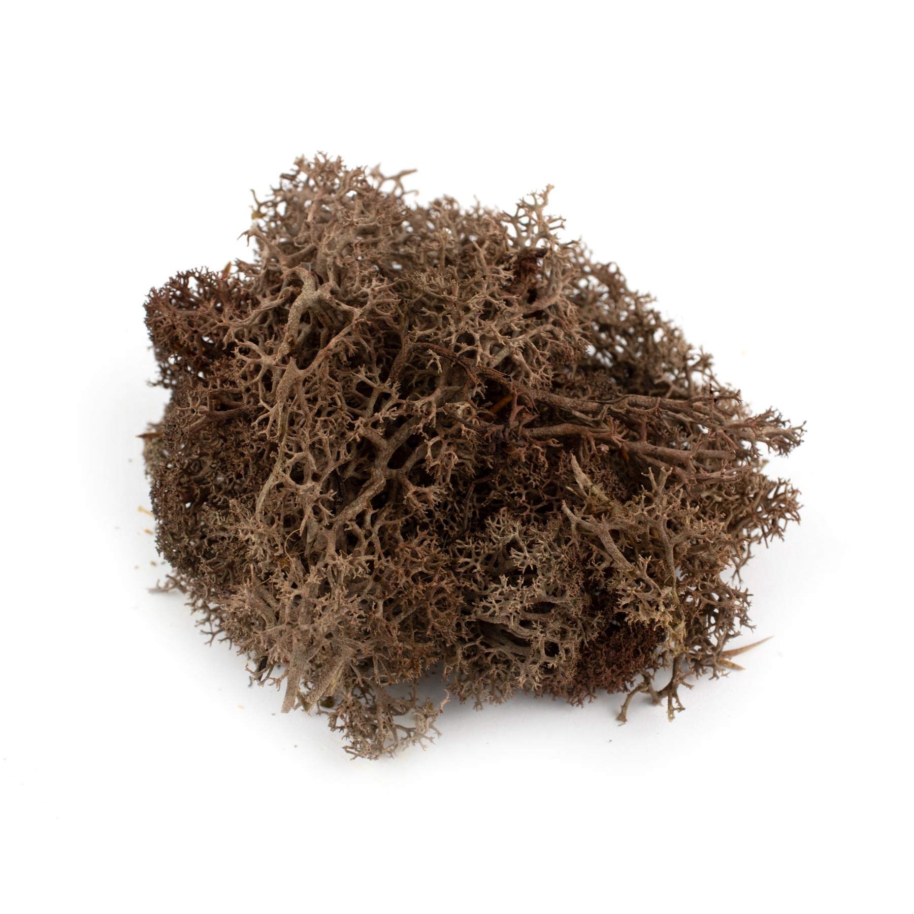 War World Scenics Lichen Brown Moss Model Foliage 100g – Model Railway Wargame Scenery Landscape Modelling Trees Bushes Hedges Diorama Basing Material
