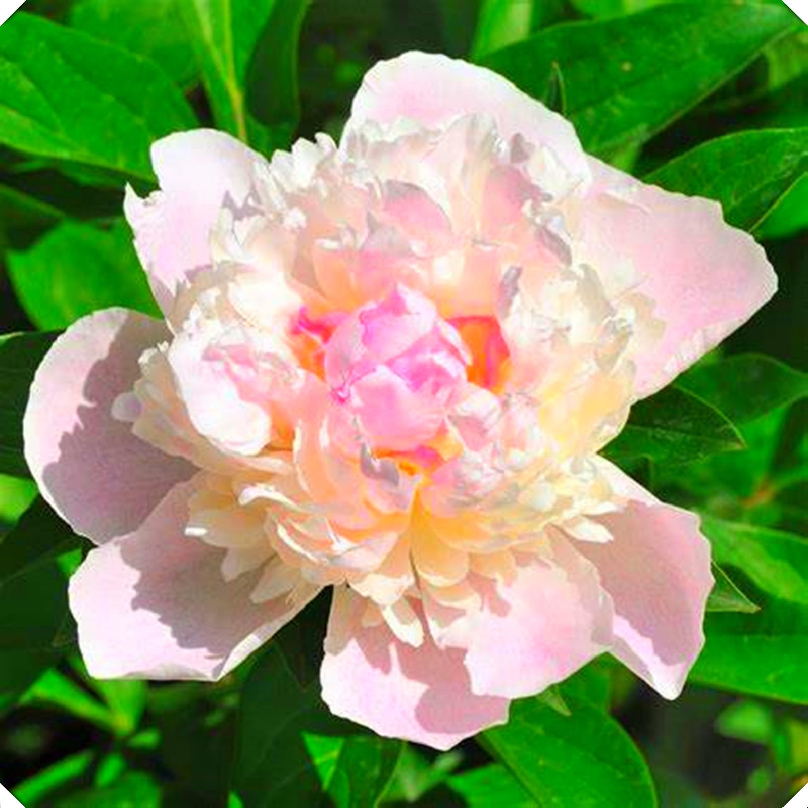 Peony Tubers for Planting,Flowering Rhizome,Excellent Display Indoor, Perennial Balcony Garden Bulbs,Peony Tubers Mix,Peony Tubers Uk-8bulbs-C