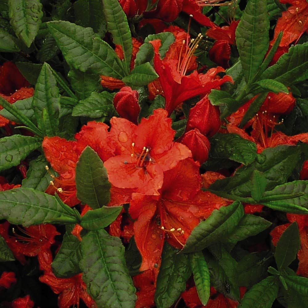 Rhododendron 'Barselik' Azelea Hardy Shrub Spring Flowering Garden Plants Grow Your Own 1 x 4L Pot Rhododendron 'Barselik' by Thompson and Morgan