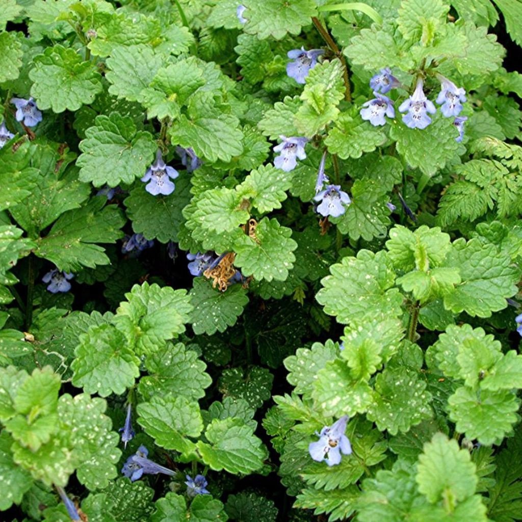 Amazon.com : Palm Beach Medicinal Herbs - Ground Ivy (Glechoma hederacea) -  Packet of 10 Seeds : Patio, Lawn & Garden