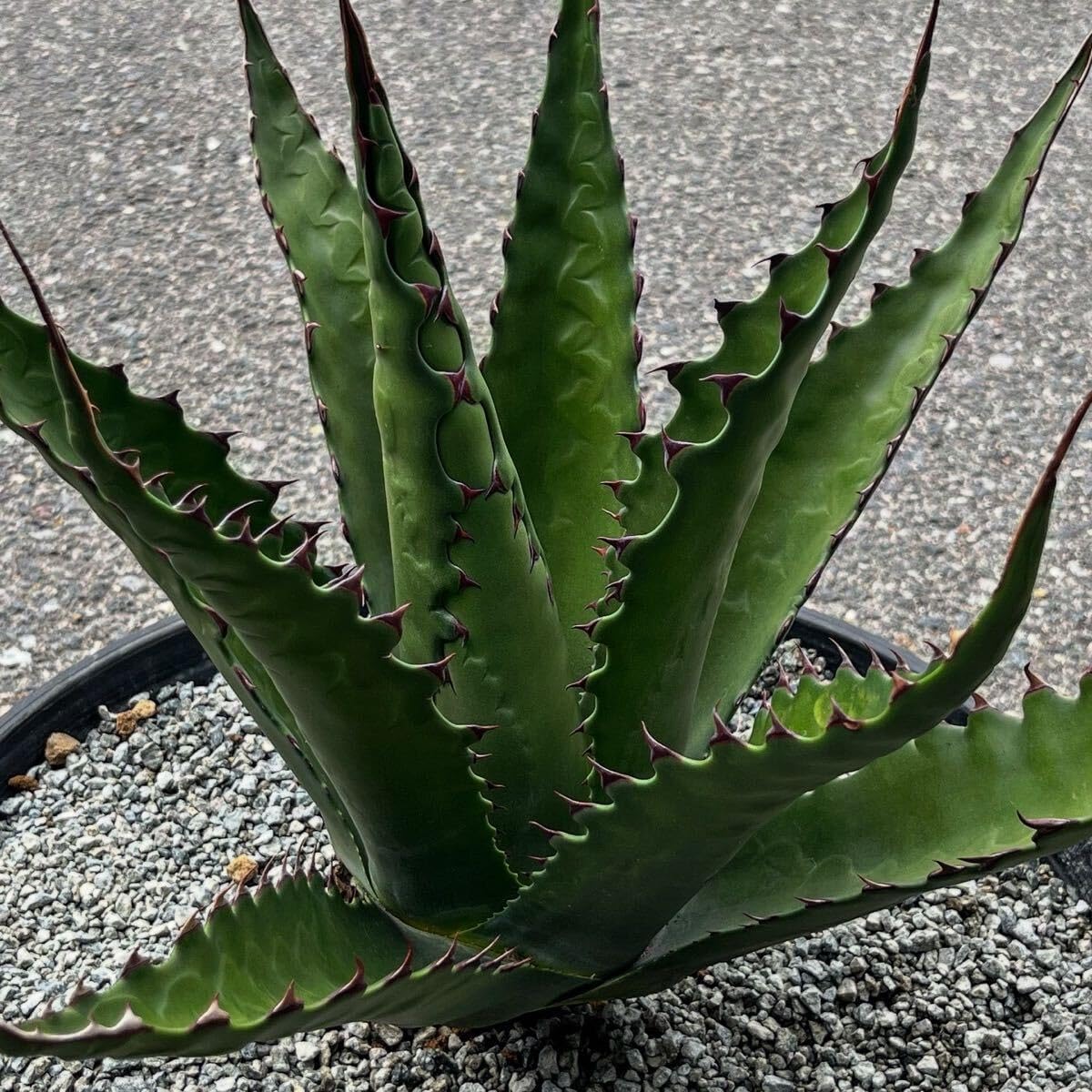 値下げしました！ベンジャミン （シタシオン ）2.4m10号 現品 23区送込み 値下げしました！ベンジャミン （シタシオン ）2.4m10号 現品 23区送込み