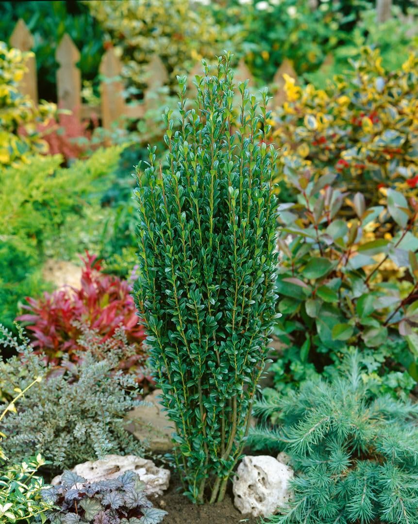 hhe thuja Thuja occidentalis 'Smaragd' Konifere (Lebensbaum) | 160-180 cm mit  Wurzelballen