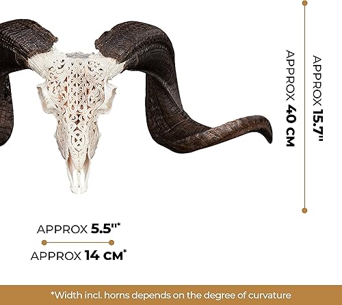 Vista 37 de Skull Bliss - Calavera de carnero de taxidermia auténtica tallada a mano con cuernos/decoración del hogar de cráneo de carnero genuino/decoraciones