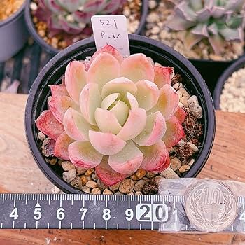 387 ピンクドラゴン錦　ベビー2つ付親株　お買得品　抜き苗　多肉植物　韓国苗 387 ピンクドラゴン錦 ベビー2つ付親株 お買得品 抜き苗 多肉植物