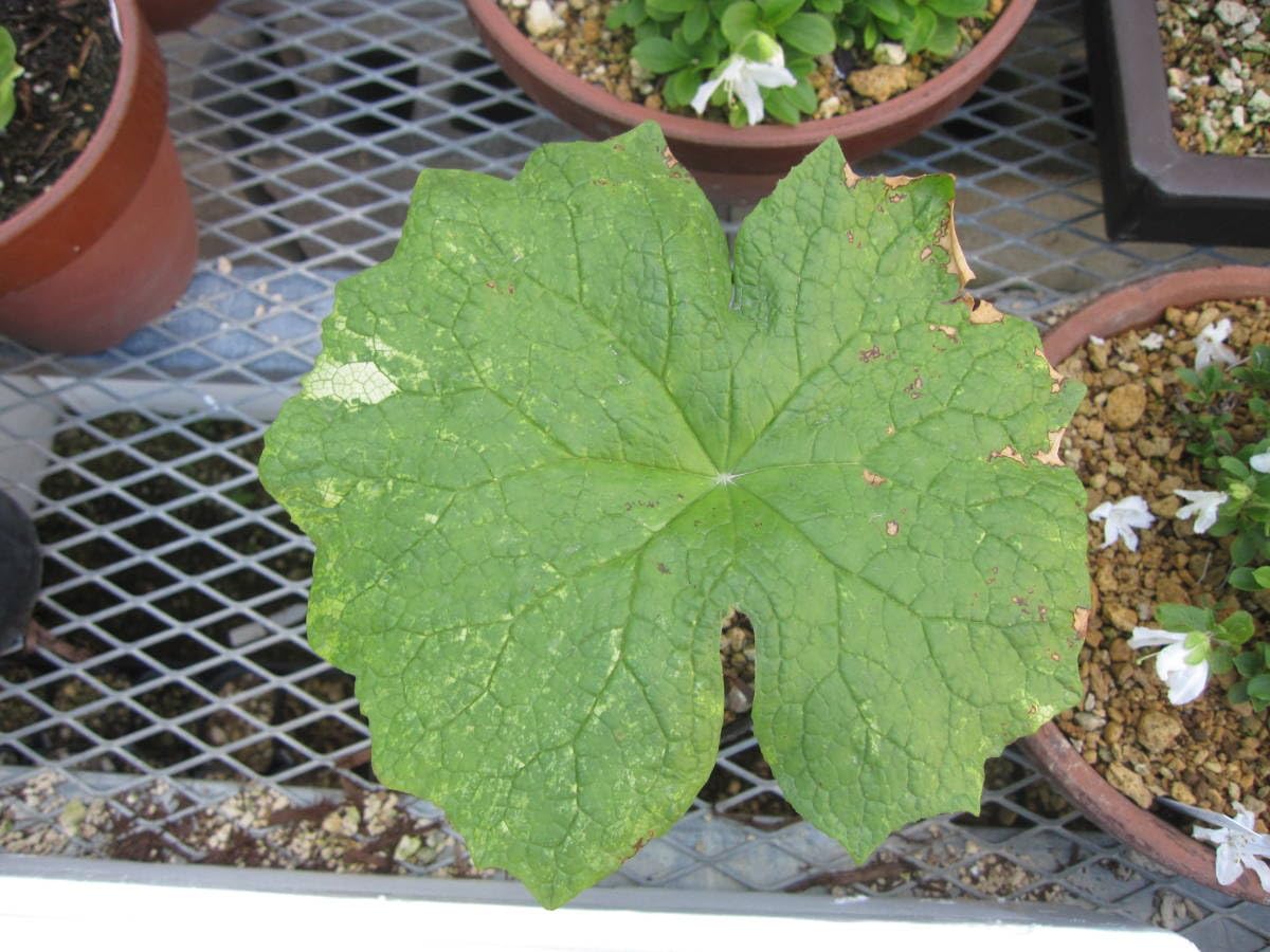 Amazon.co.jp: 山野草 斑入り サンカヨウ 15E : おもちゃ