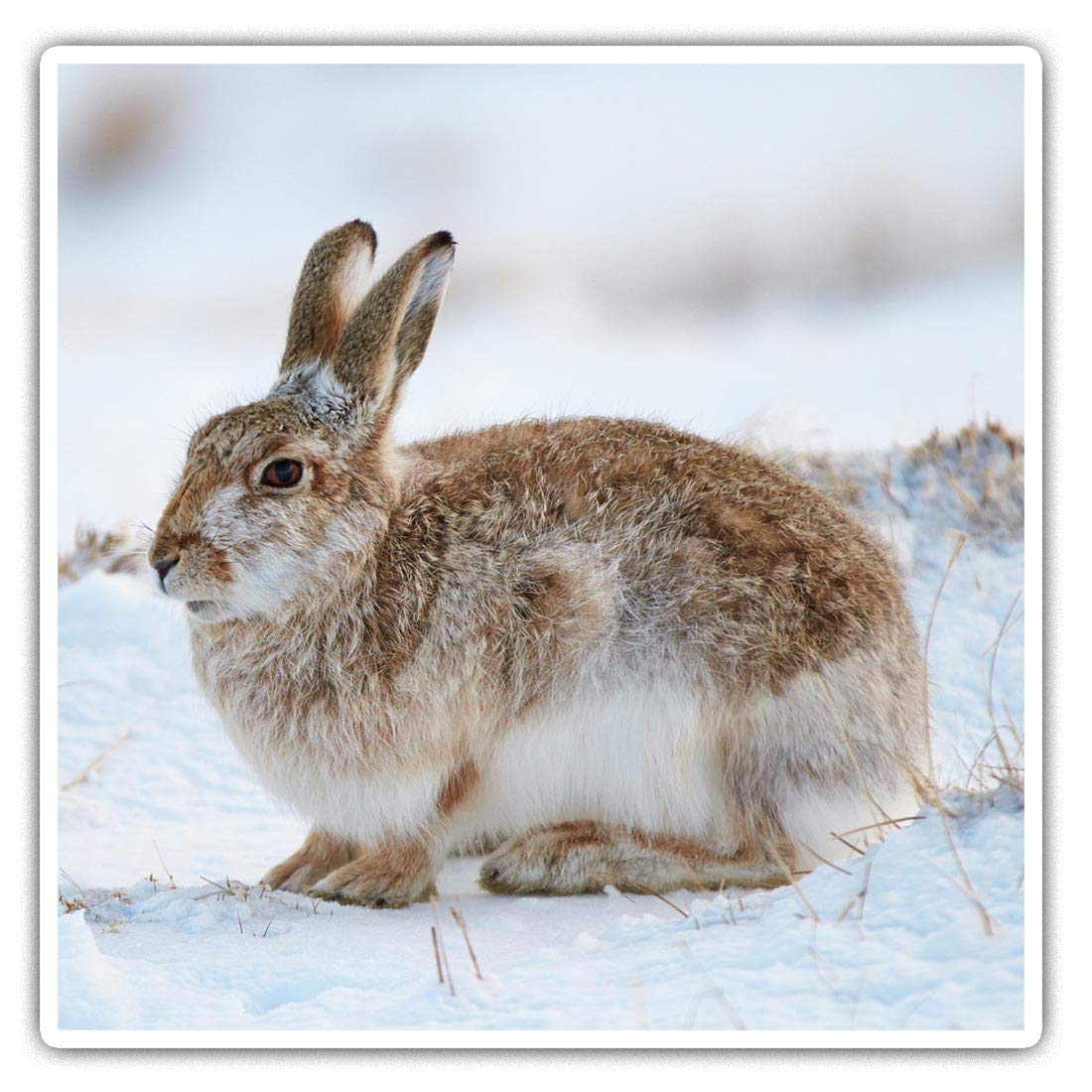 Destination Vinyl Ltd Multi 2 X Square 7.5Cm Vinyl Stickers - Mountain Hare Cairngorms Scotland Rabbit 45796