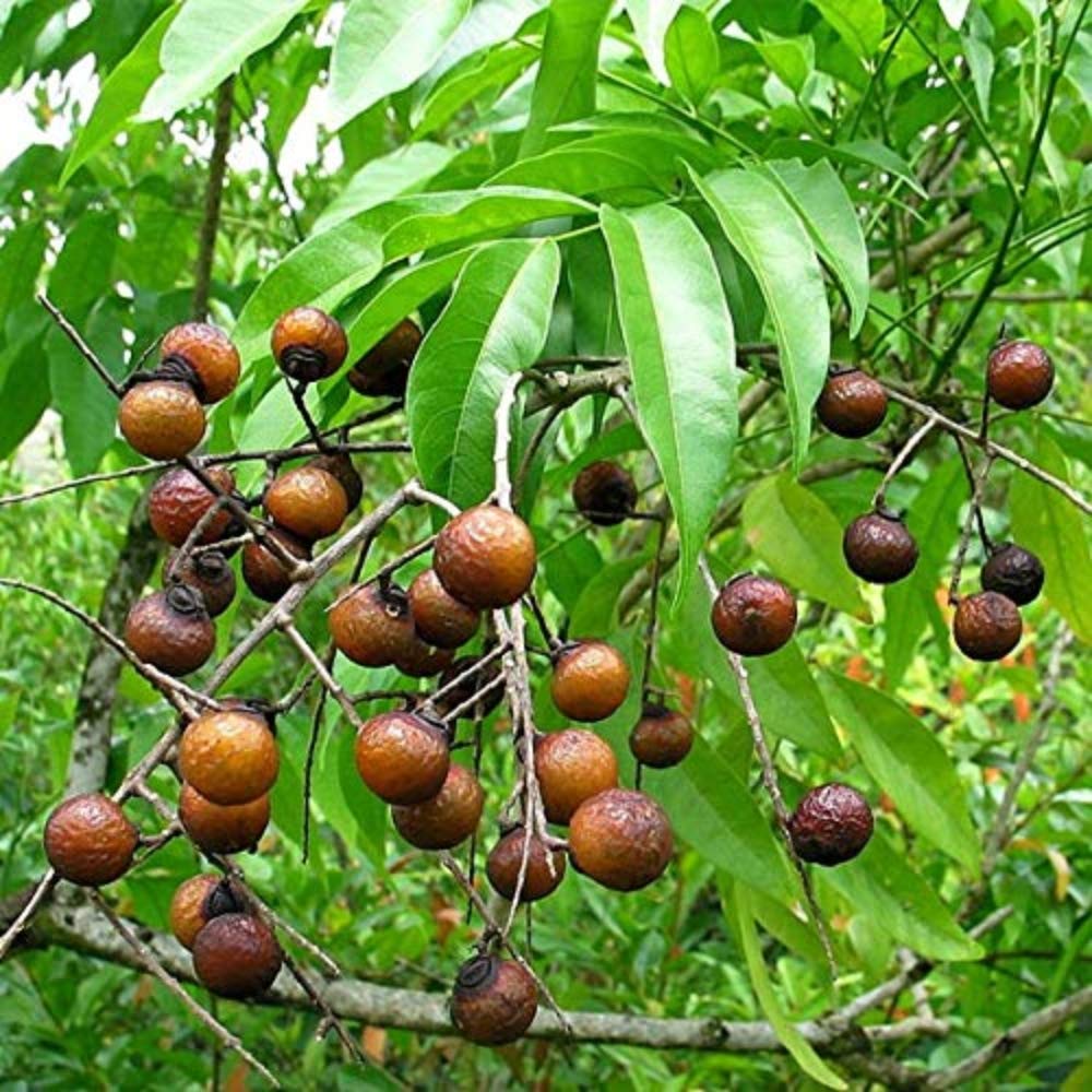 See full amazon price history chart for SHOP 360 GARDEN Sapindus Marginatus, Soap Nut, Reetha, Indian soapberry, Washnut Tree Seeds - Pack of 15 Seeds SHOP 360 GARDEN Sapindus Marginatus, Soap Nut, Reetha, Indian soapberry, Washnut Tree Seeds - Pack of 15 Seeds (B07YQ4QLJ8) Amazon Price History, Amazon Price Tracker