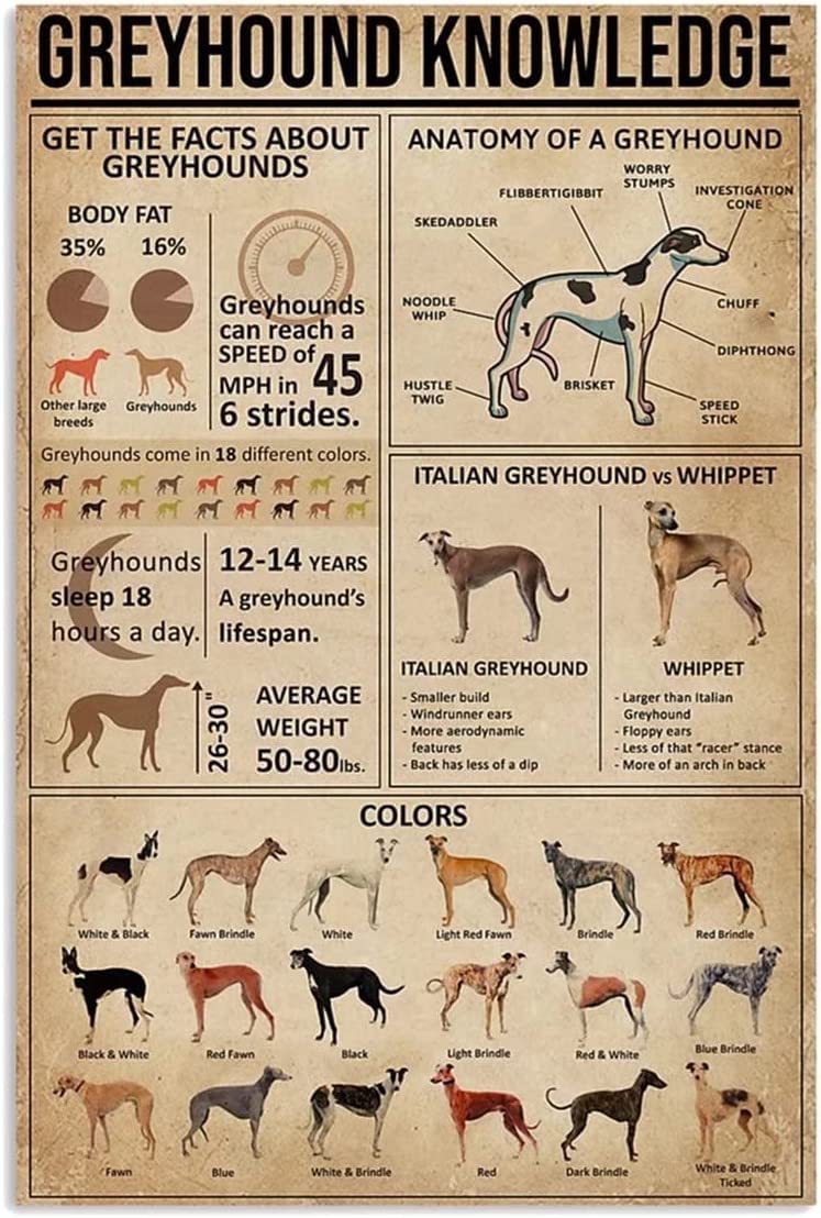 rayprint Greyhound Knowledge Canvas Painting Frameless Posters Anatomy Of A Greyhound Wall Art Home Decor Artwork Printed Gifts Living Room Bedroom 12x16inch