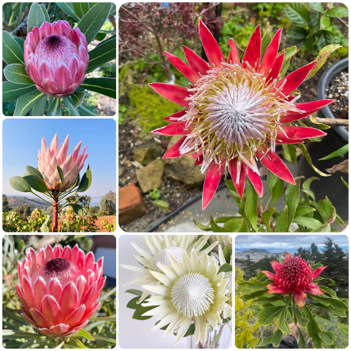 400 pcs protea pflanze samen, knigsprotea, blumensaat, winterharte  pflanzen fr balkon (Protea cynaroides) blumensamen geschenk, mini  gewchshaus fensterbank blumen pflanzen, balkon : Amazon.de: Garten