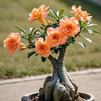 Magnificent Desert Rose Bulbs in Bulk Hardy Perennial Desert Rose for Garden Ready to Plant Garden Displays BNSOIDE -1 Bulb-G