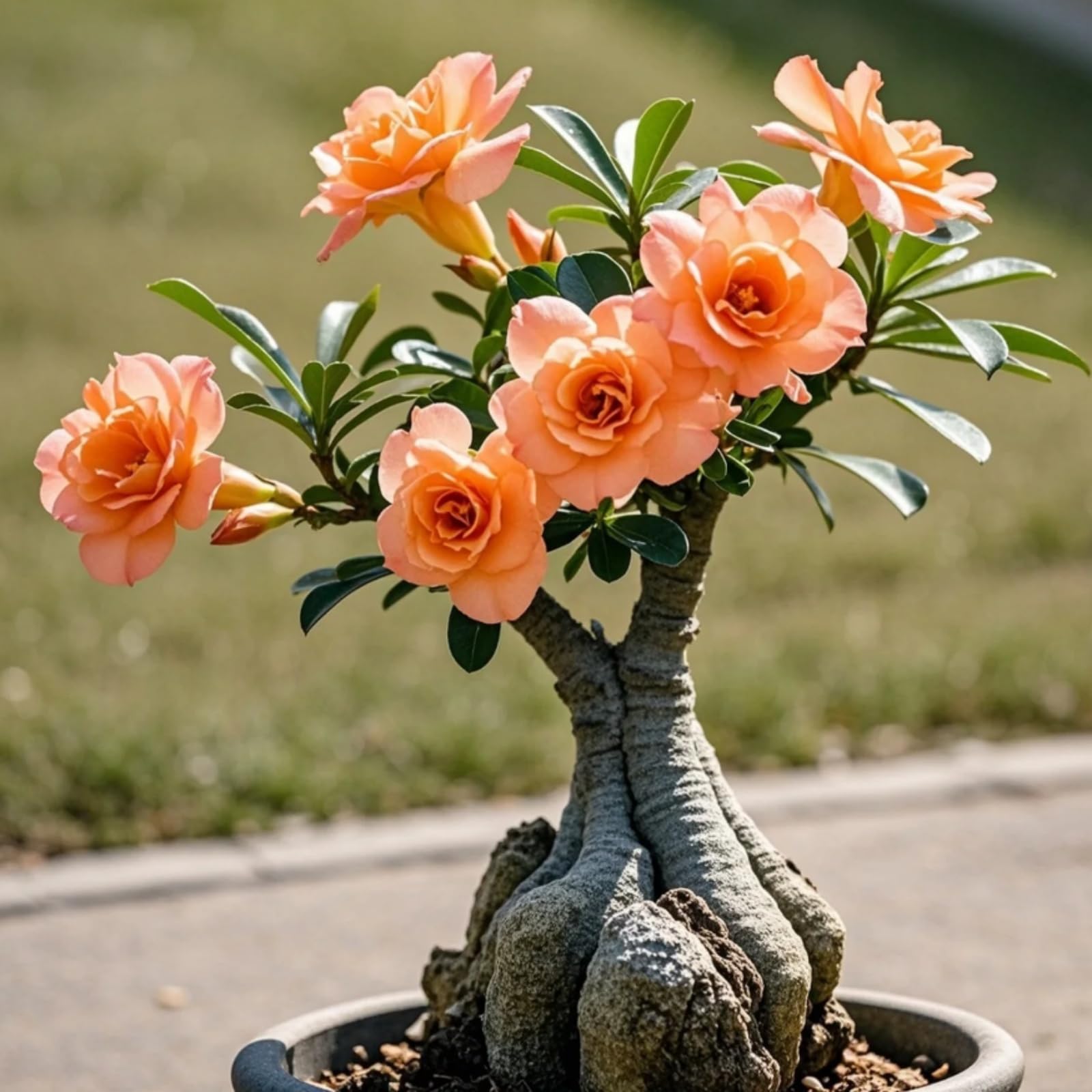 Magnificent Desert Rose Bulbs in Bulk: Hardy Perennial Desert Rose for Garden Ready to Plant Garden Displays【BNSOIDE】-1 Bulb-G