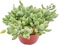 Vista 19 de Suculentas vivas Sedum Adolphi 'Firestorm' (10 cm), plantas suculentas totalmente enraizadas en macetas con tierra, planta de interior de fácil