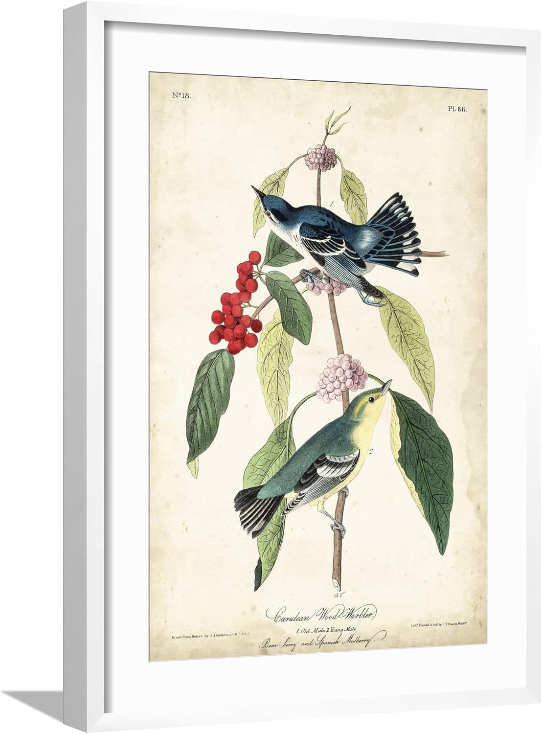ART.COM Wall Art Print Cerulean Wood Warbler by John James Audubon, 12x18