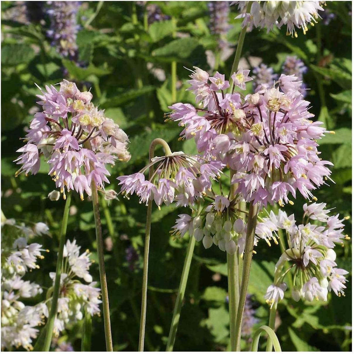 Everwilde Farms - 1 Oz Nodding Onion Native Wildflower Seeds - Gold Vault